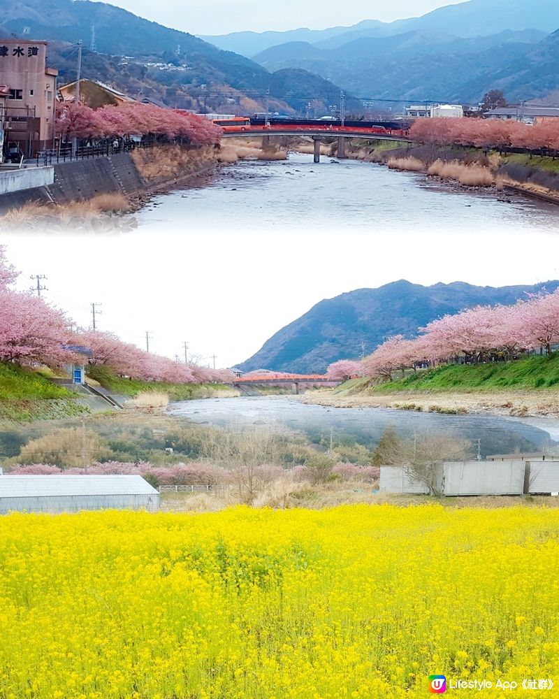 靜岡伊豆的🌸「河津町」🌸