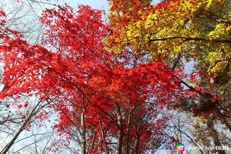 好美的紅葉🍁