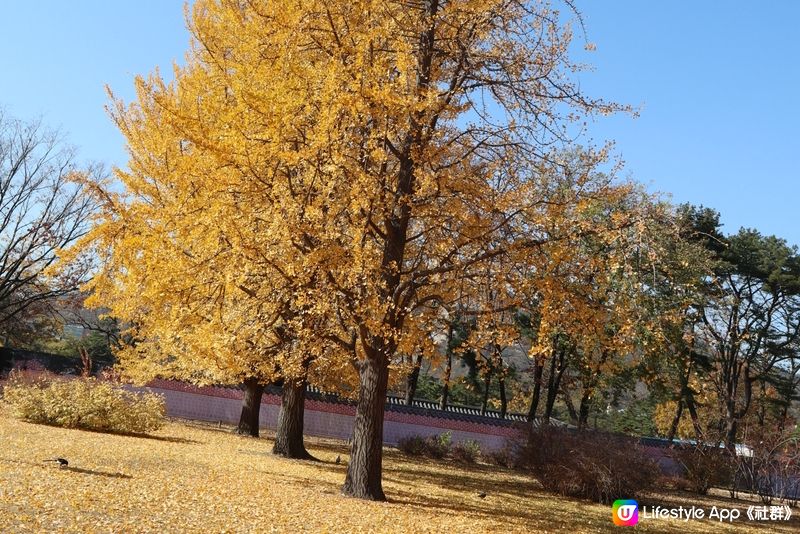 好美的紅葉🍁