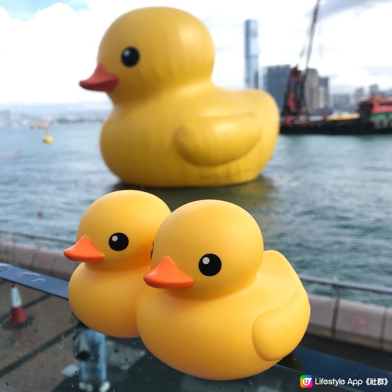 攝於今天早上的鴨鴨🐤 Final Duck