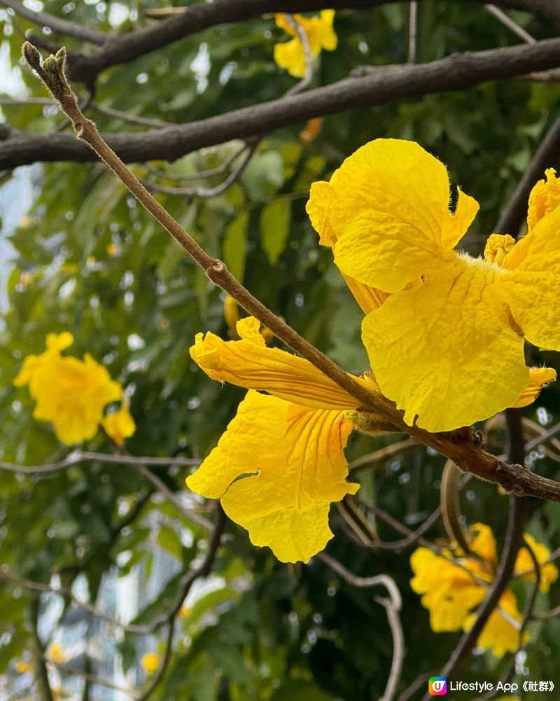 花海時節：黃花風鈴木