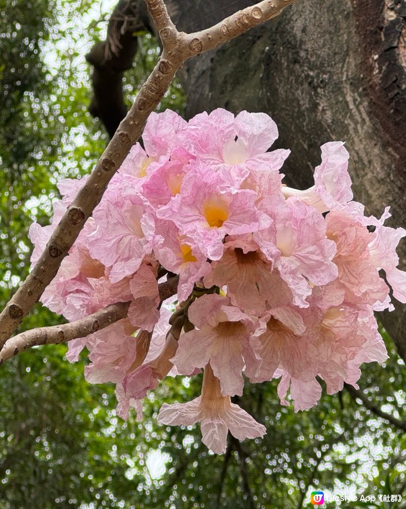 花海時節：黃花風鈴木