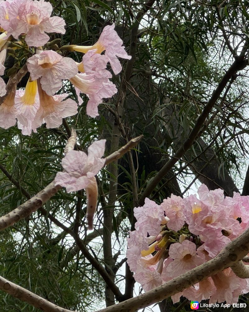 花海時節：黃花風鈴木