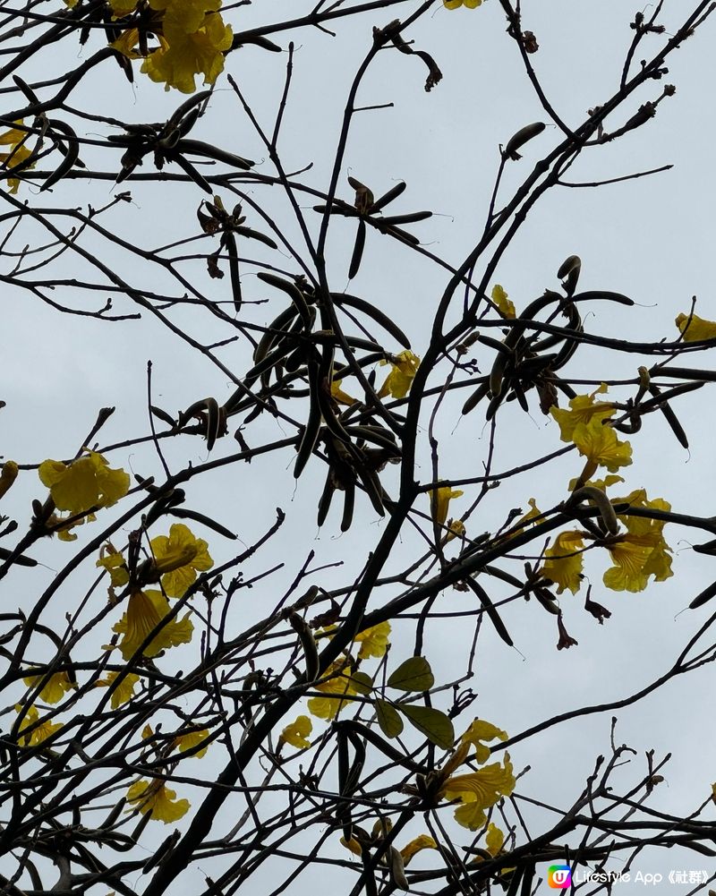 花海時節：黃花風鈴木