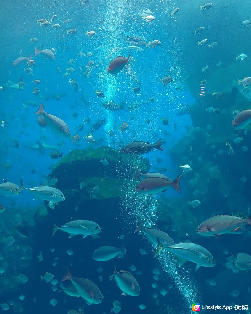 🐠台灣桃園必去水族館！打卡熱點📸