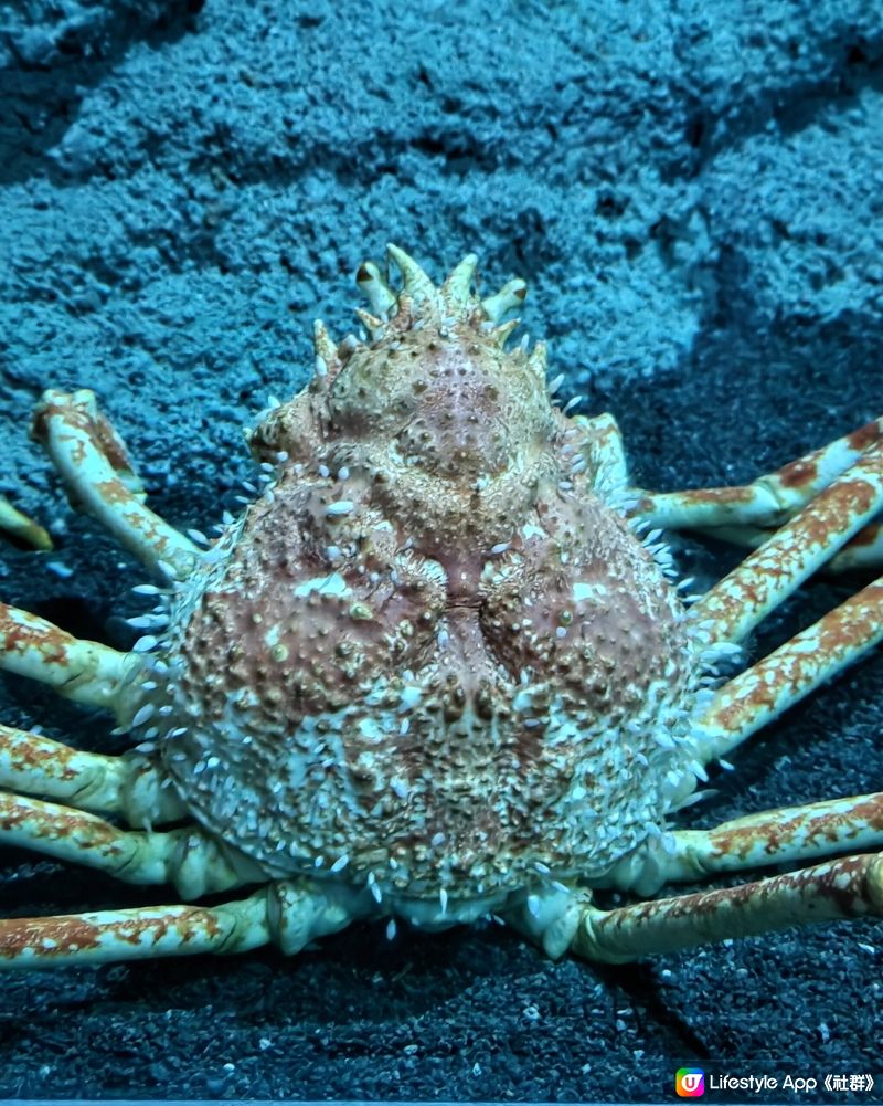 🐠台灣桃園必去水族館！打卡熱點📸