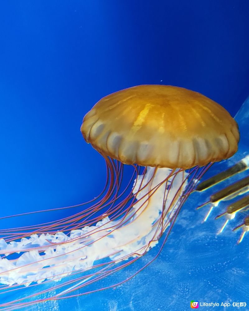 🐠台灣桃園必去水族館！打卡熱點📸