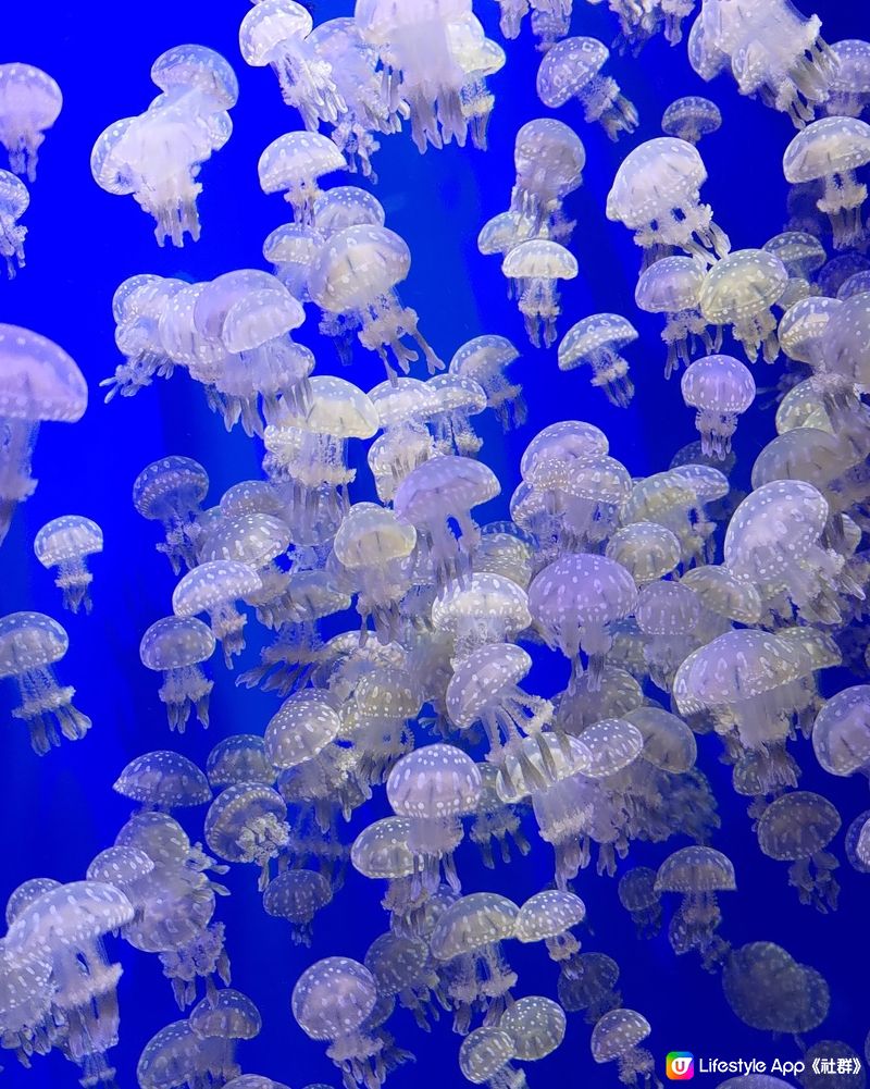 🐠台灣桃園必去水族館！打卡熱點📸