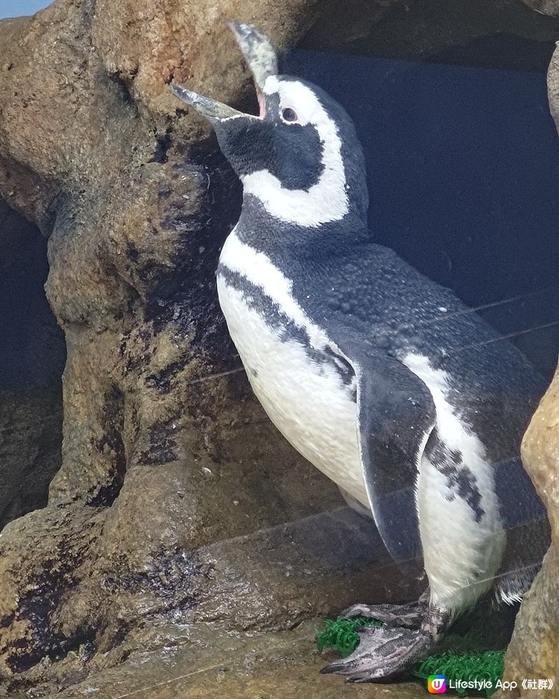 🐠台灣桃園必去水族館！打卡熱點📸