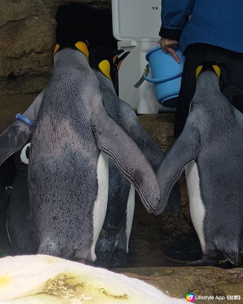 🐠台灣桃園必去水族館！打卡熱點📸