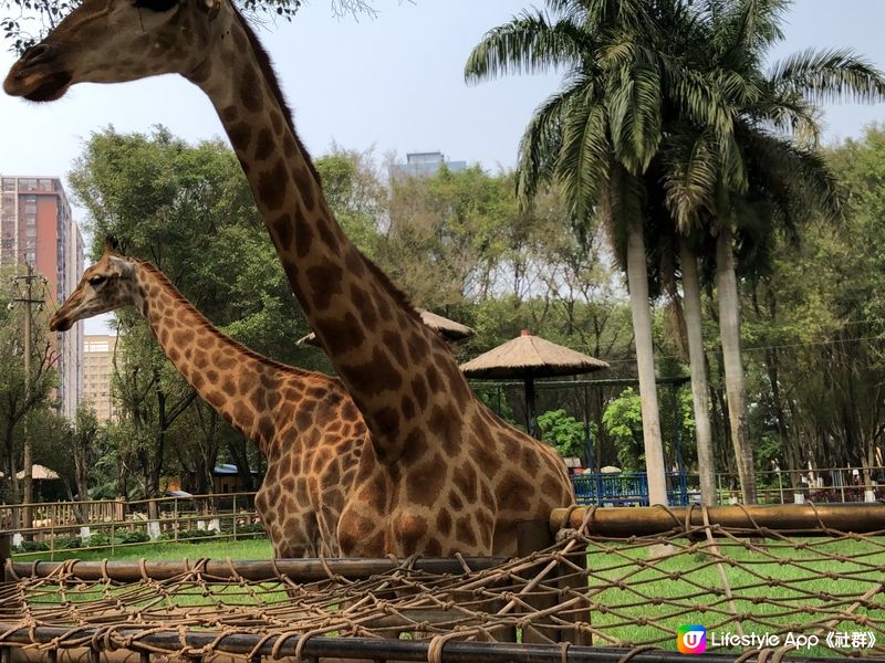 南寧動物園親子遊 🐘🦒🐒  
騎馬仔餵動物，玩到唔捨得走