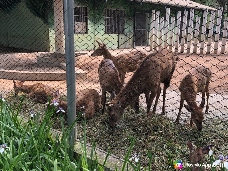 南寧動物園親子遊 🐘🦒🐒  
騎馬仔餵動物，玩到唔捨得走