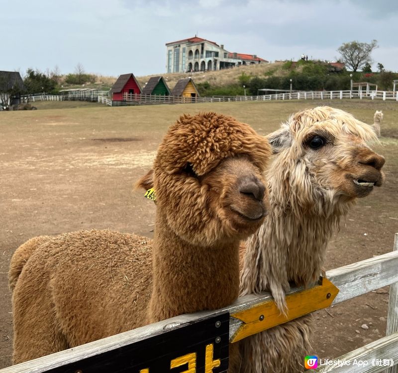 濟州可愛爆燈黑鼻羊農場🦙