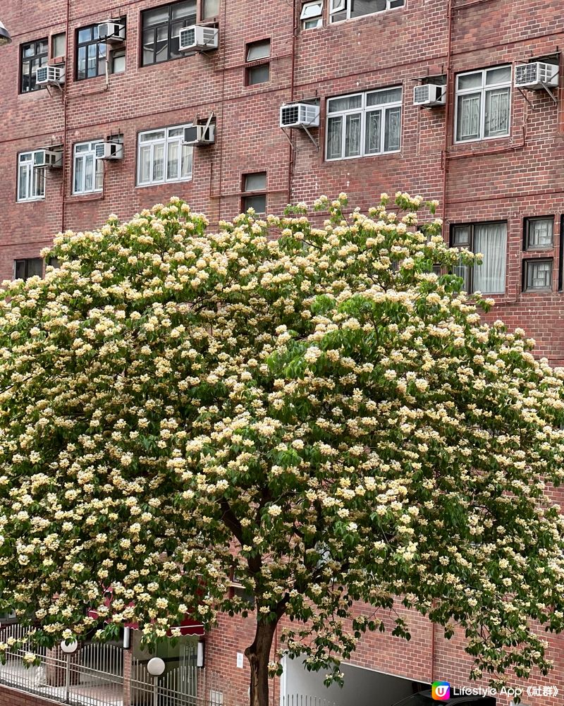 浪漫花季🌼