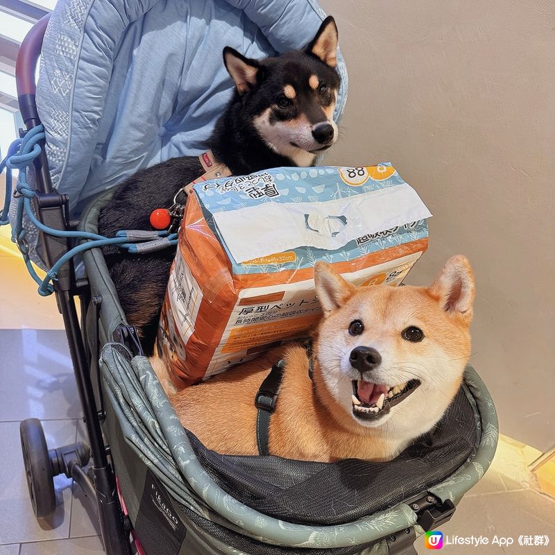 九龍灣。實惠寵物🐾夏日限定派對☀️⛱️