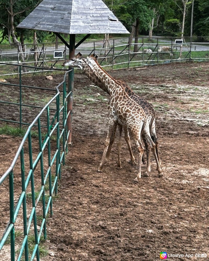 泰國動物園