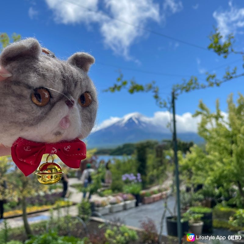 🇯🇵🗻富士山河口湖 大石公園