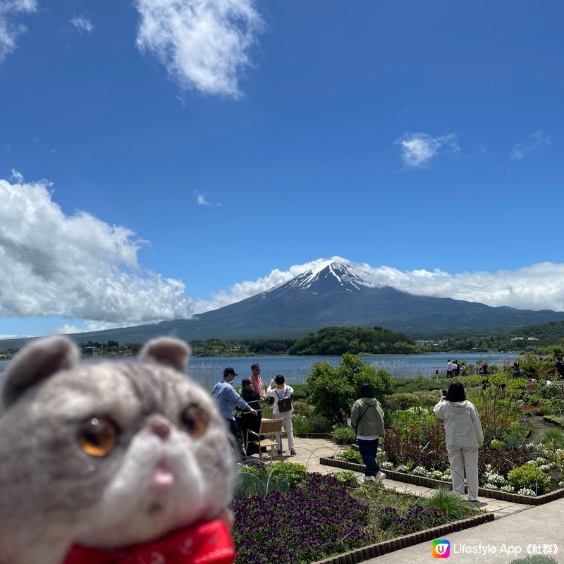 🇯🇵🗻富士山河口湖 大石公園