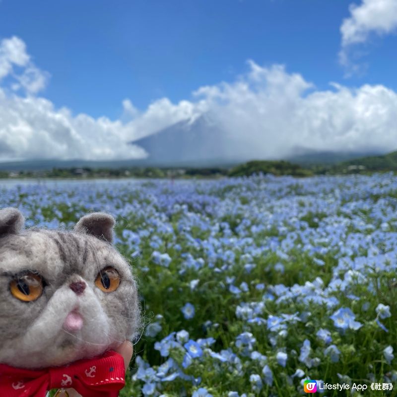 🇯🇵🗻富士山河口湖 大石公園