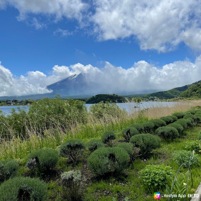 🇯🇵🗻富士山河口湖 大石公園