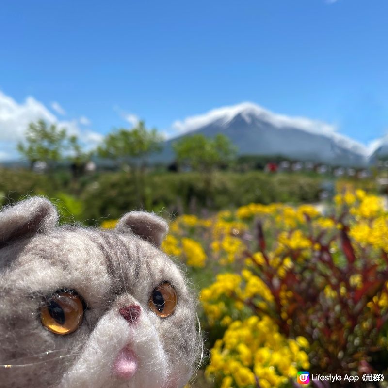 🇯🇵🗻富士山河口湖 大石公園