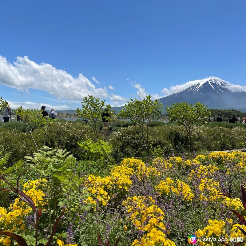 🇯🇵🗻富士山河口湖 大石公園