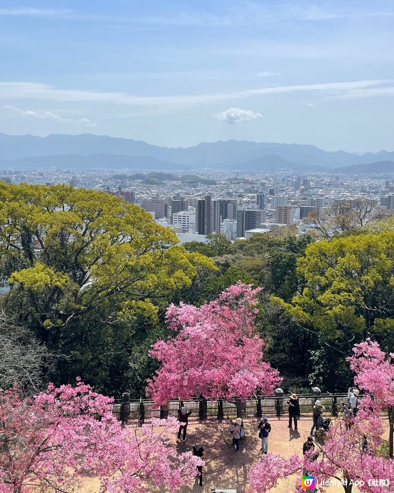 愛媛縣景點🏯松山城賞櫻🌸