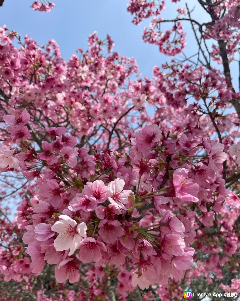 愛媛縣景點🏯松山城賞櫻🌸