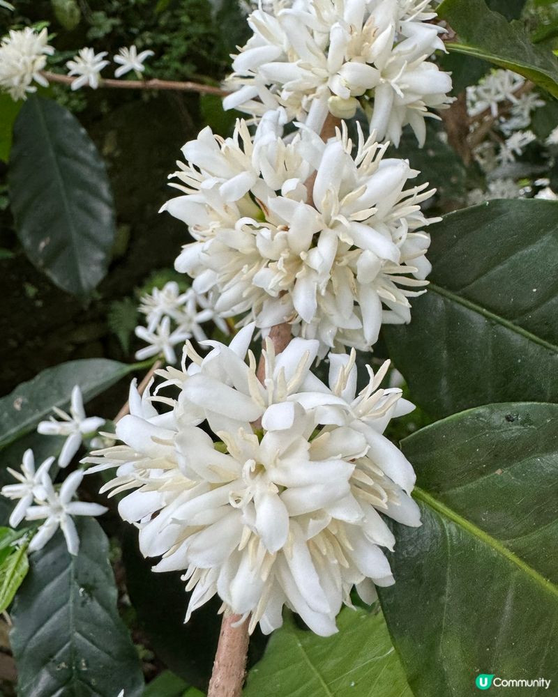 自家種植有機港產咖啡豆