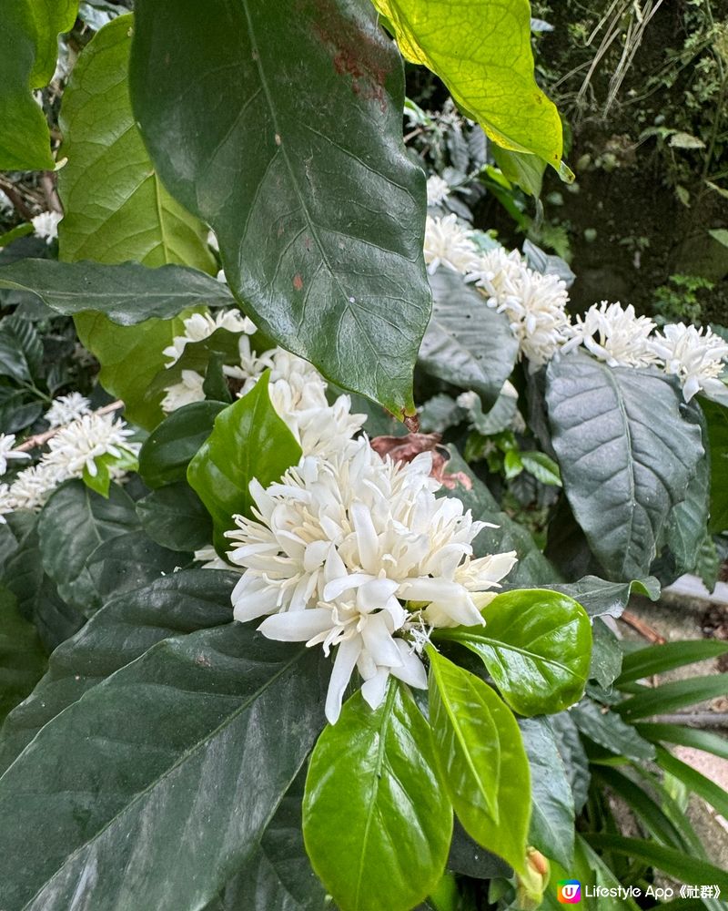 自家種植有機港產咖啡豆