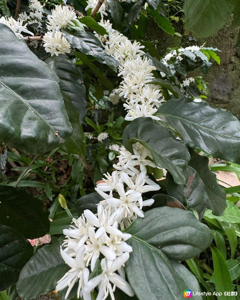 自家種植有機港產咖啡豆