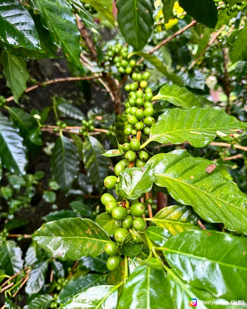 自家種植有機港產咖啡豆