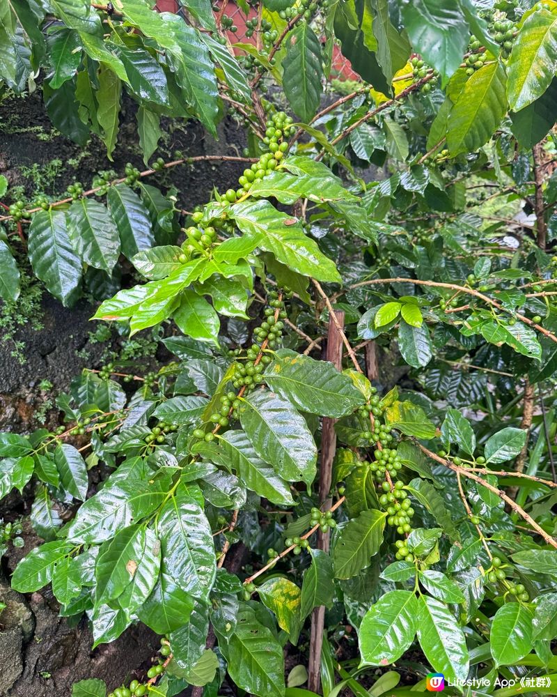 自家種植有機港產咖啡豆