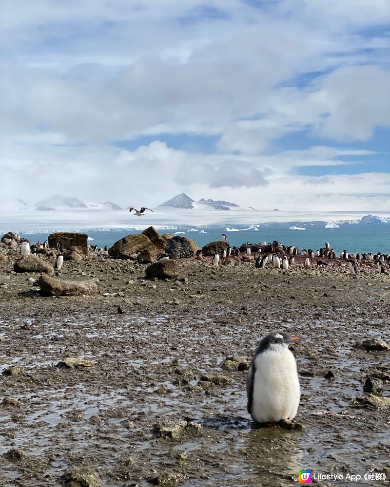 🗺️ 《南極》南極遊輪點揀好？🛫🐧🛳️