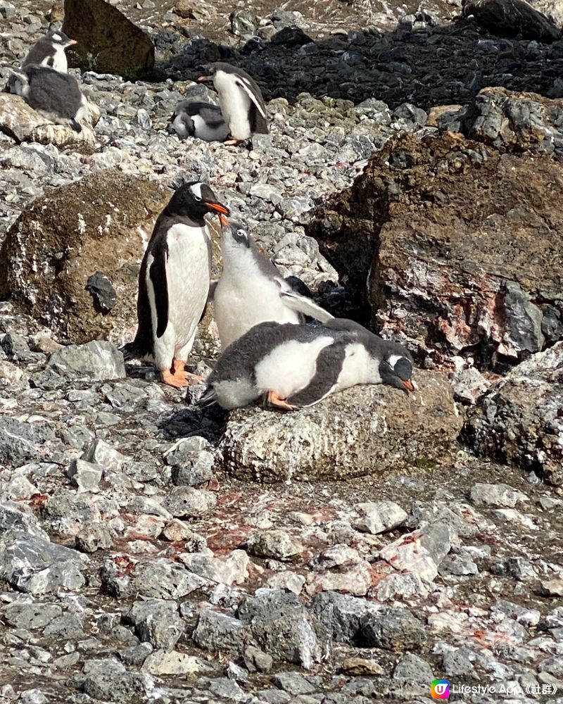 🗺️ 《南極》南極遊輪點揀好？🛫🐧🛳️