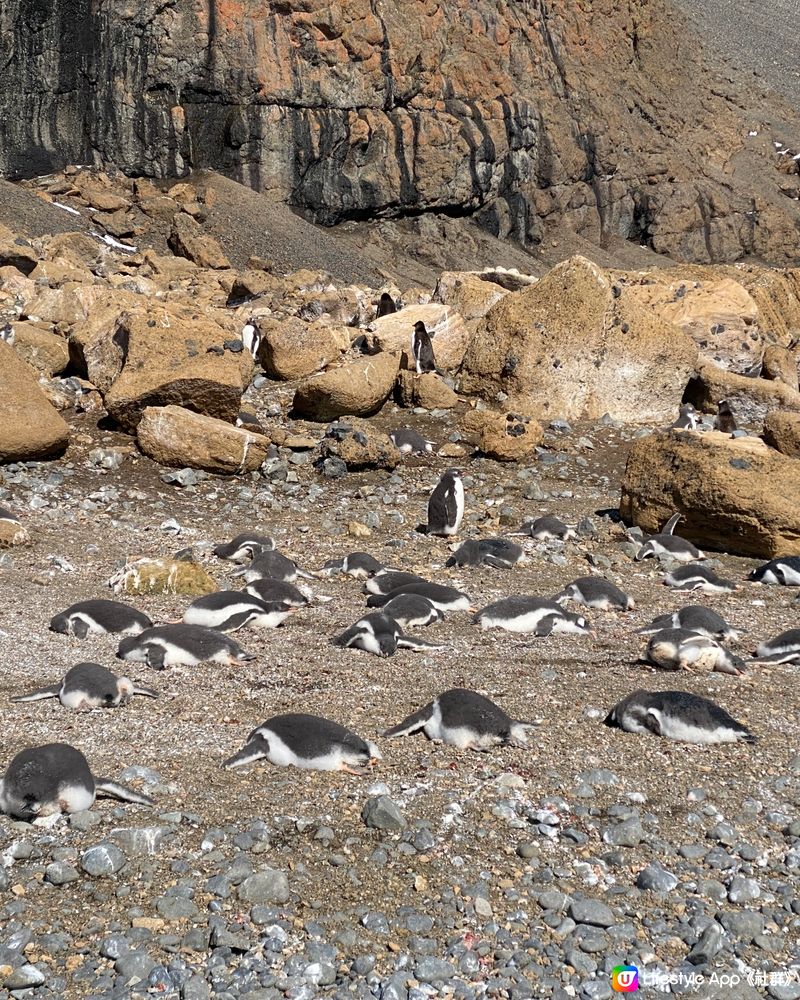 🗺️ 《南極》南極遊輪點揀好？🛫🐧🛳️