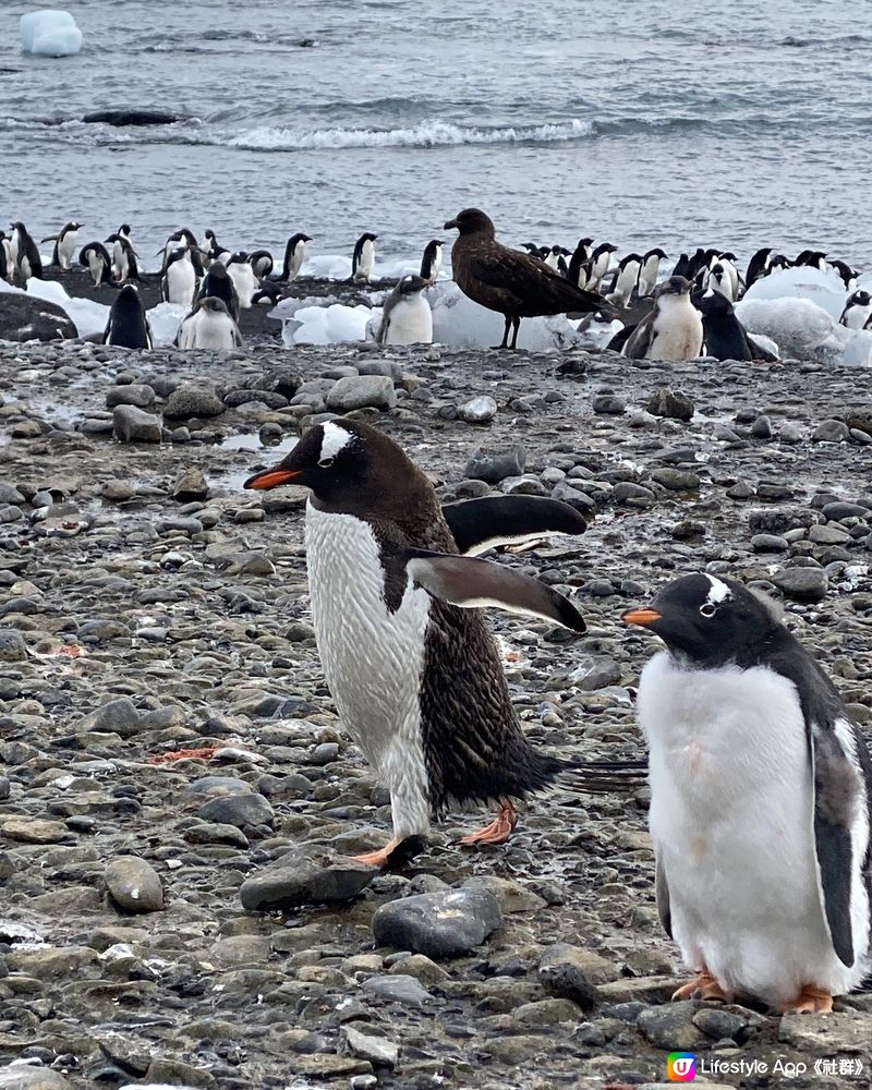 🗺️ 《南極》南極遊輪點揀好？🛫🐧🛳️