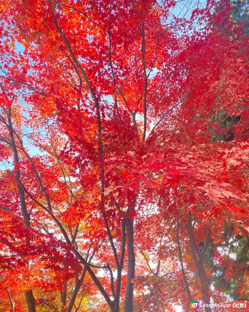 🗺️《開始plan吓》🍁秋天旅行🎌青森弘前城🏯