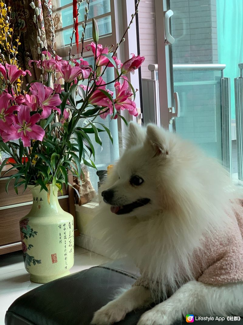 惜花，賞花，懂花犬🥹