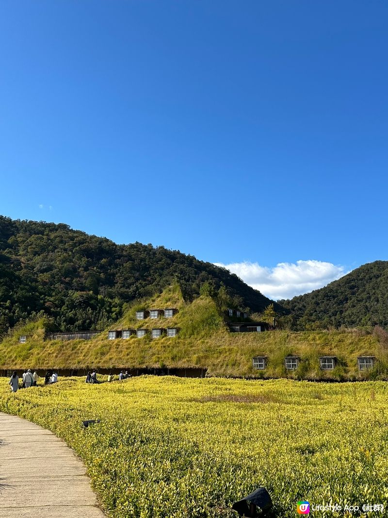 綠油油。漫遊