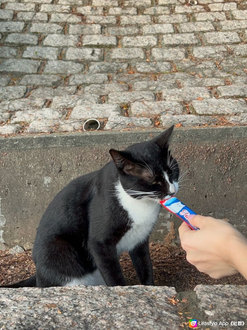 大澳的小貓咪🐱