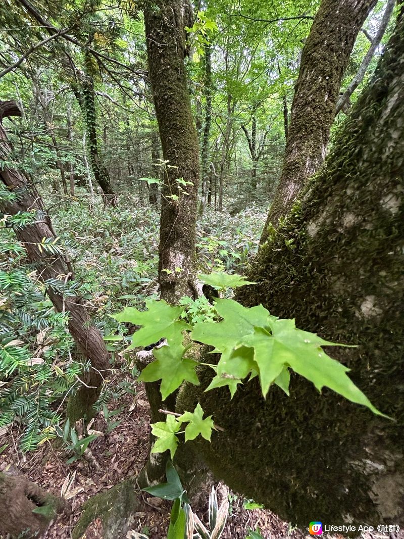 漢拏山御里牧登山