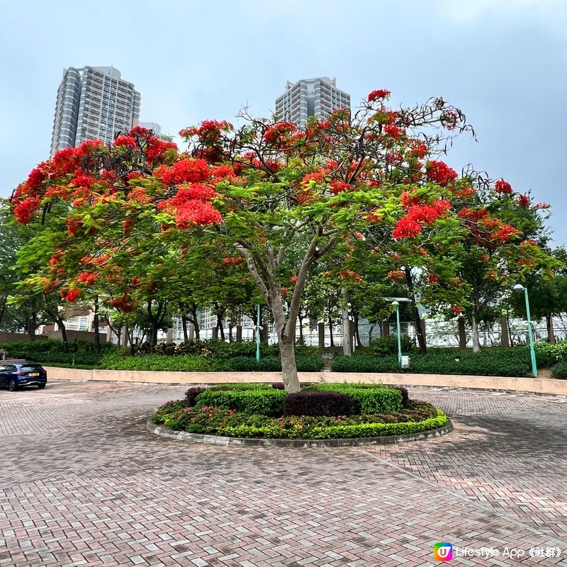 🌳佐敦谷公園