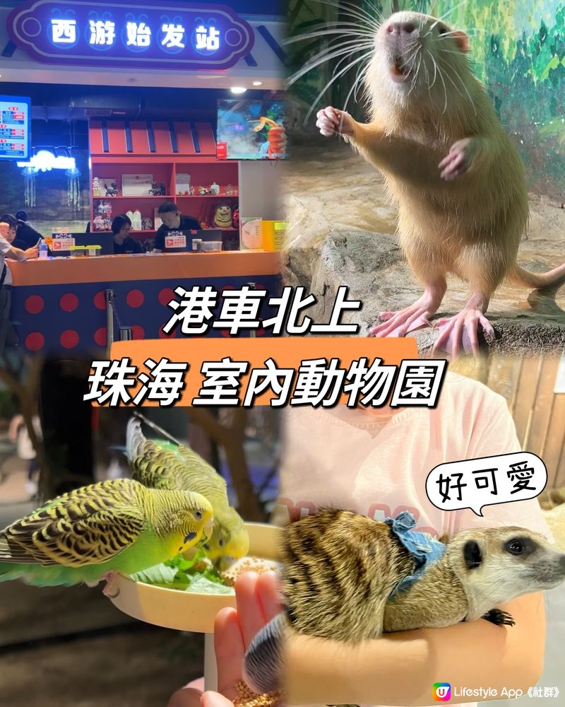 ｛港車北上去珠海｝室內動物園