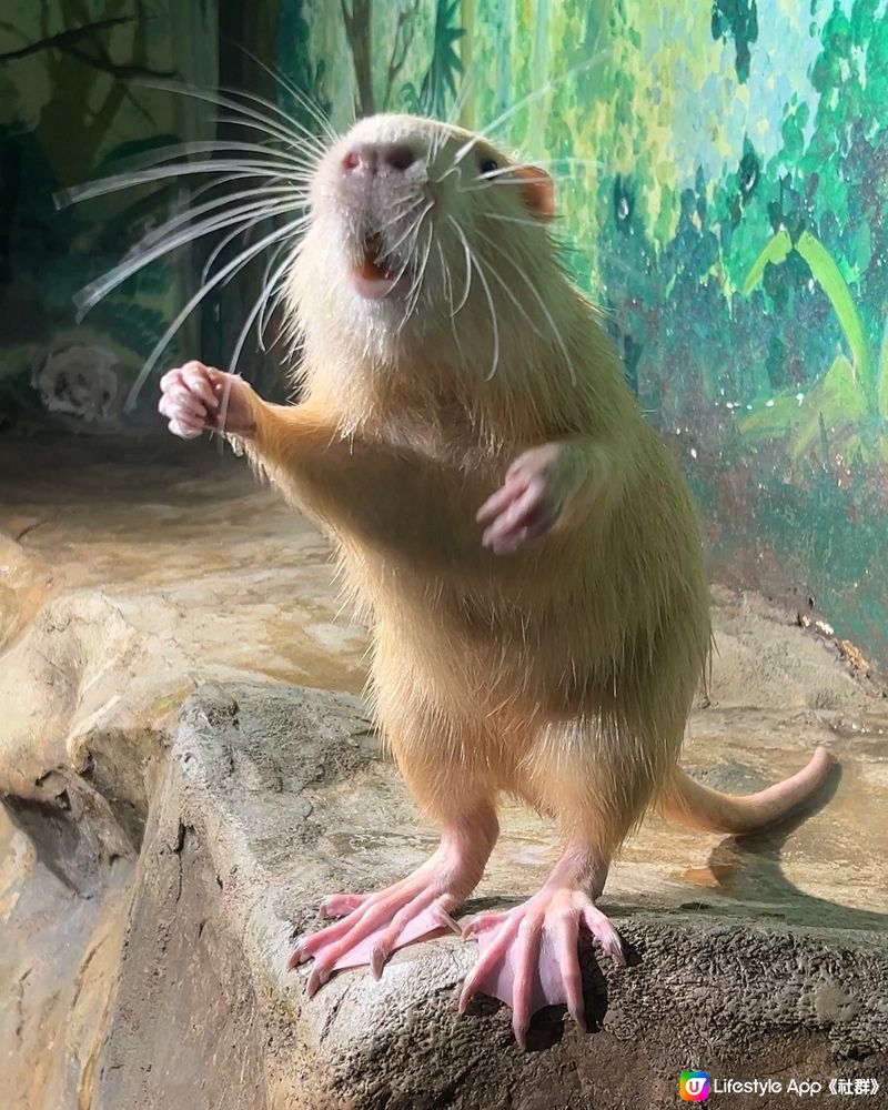 ｛港車北上去珠海｝室內動物園