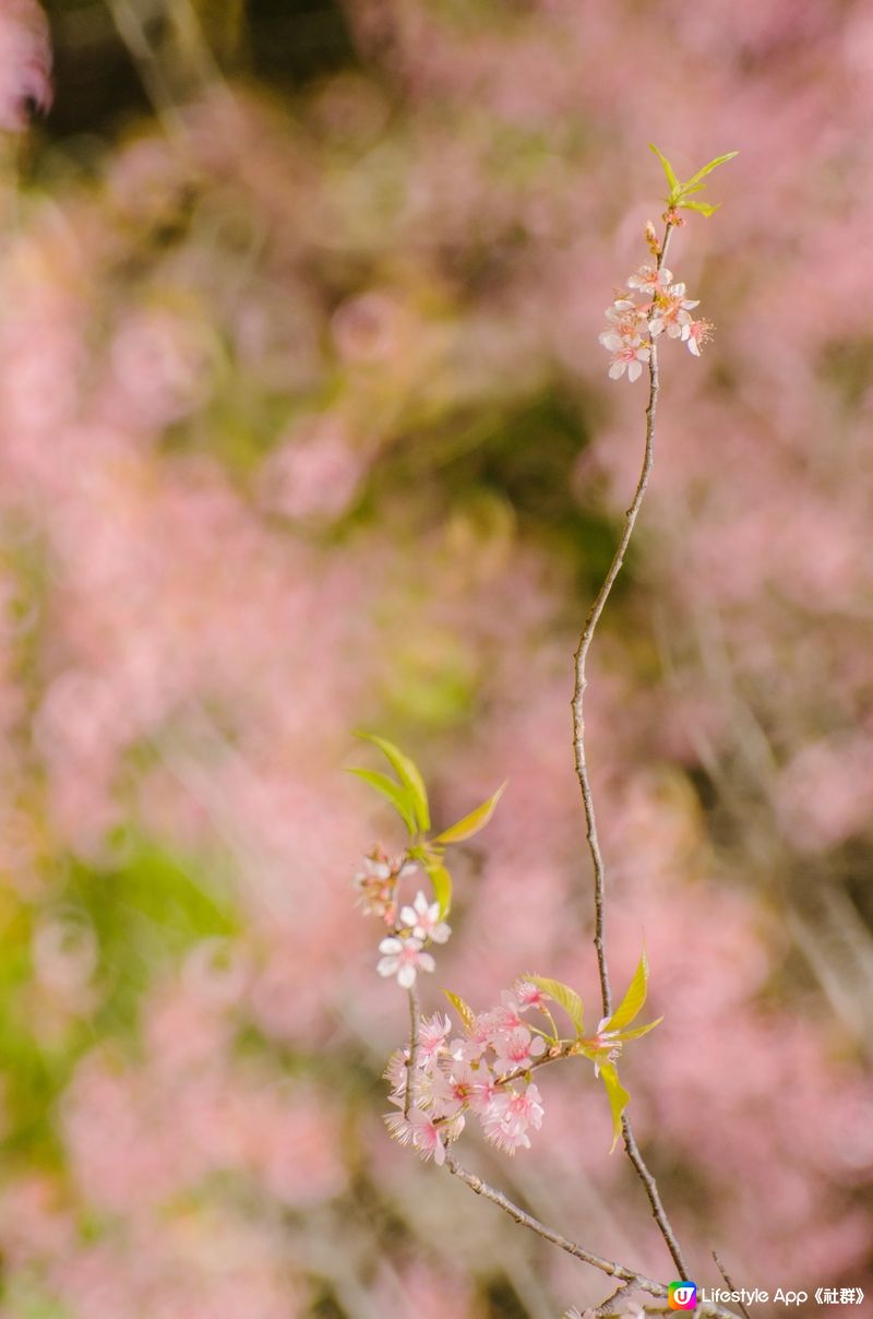 櫻花