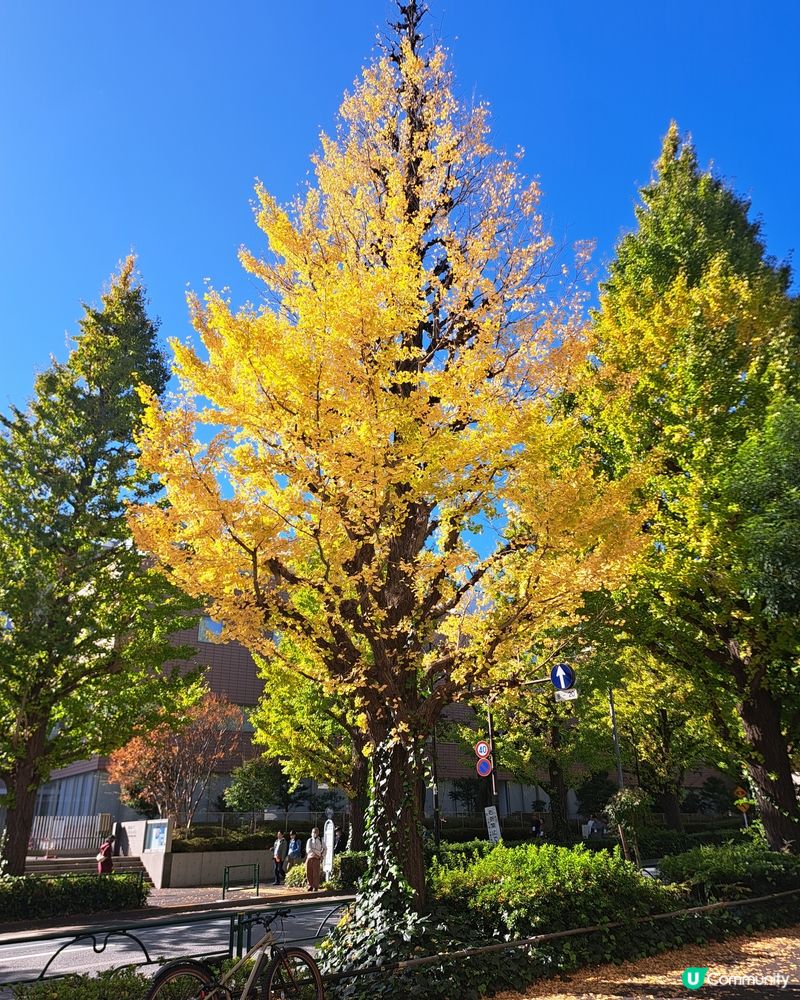 銀杏