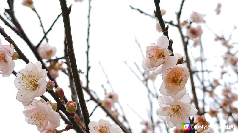 深圳梅園千朵梅花