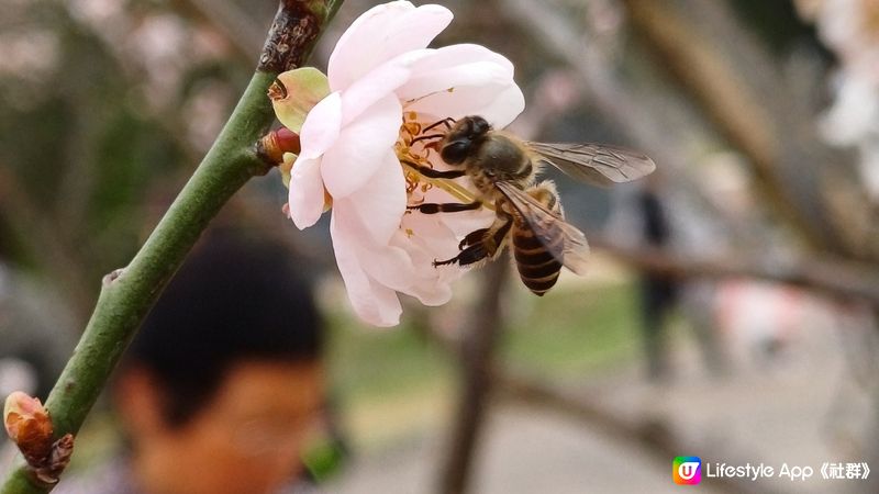 深圳梅園千朵梅花