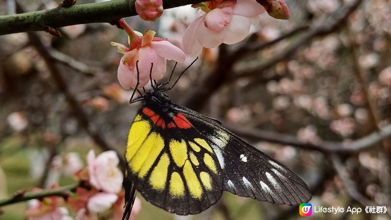 深圳梅園千朵梅花